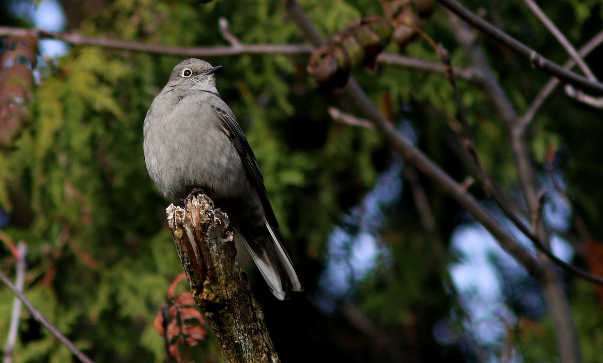 Townsend's Solitaire - Yves Gauthier (Mtl)