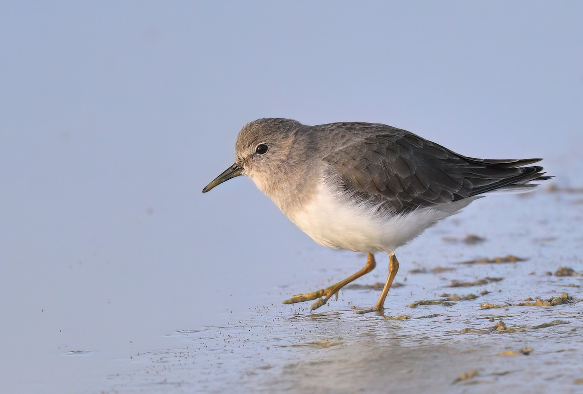 Temminck's Stint - Manuel Segura Herrero