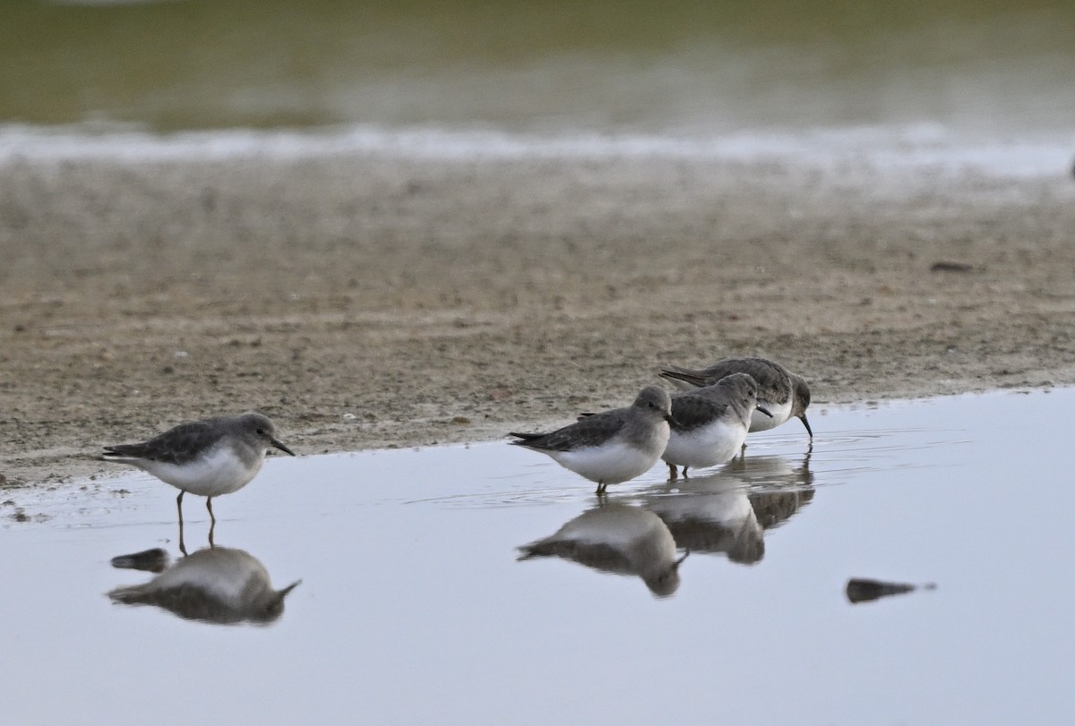 Temminck's Stint - Manuel Segura Herrero