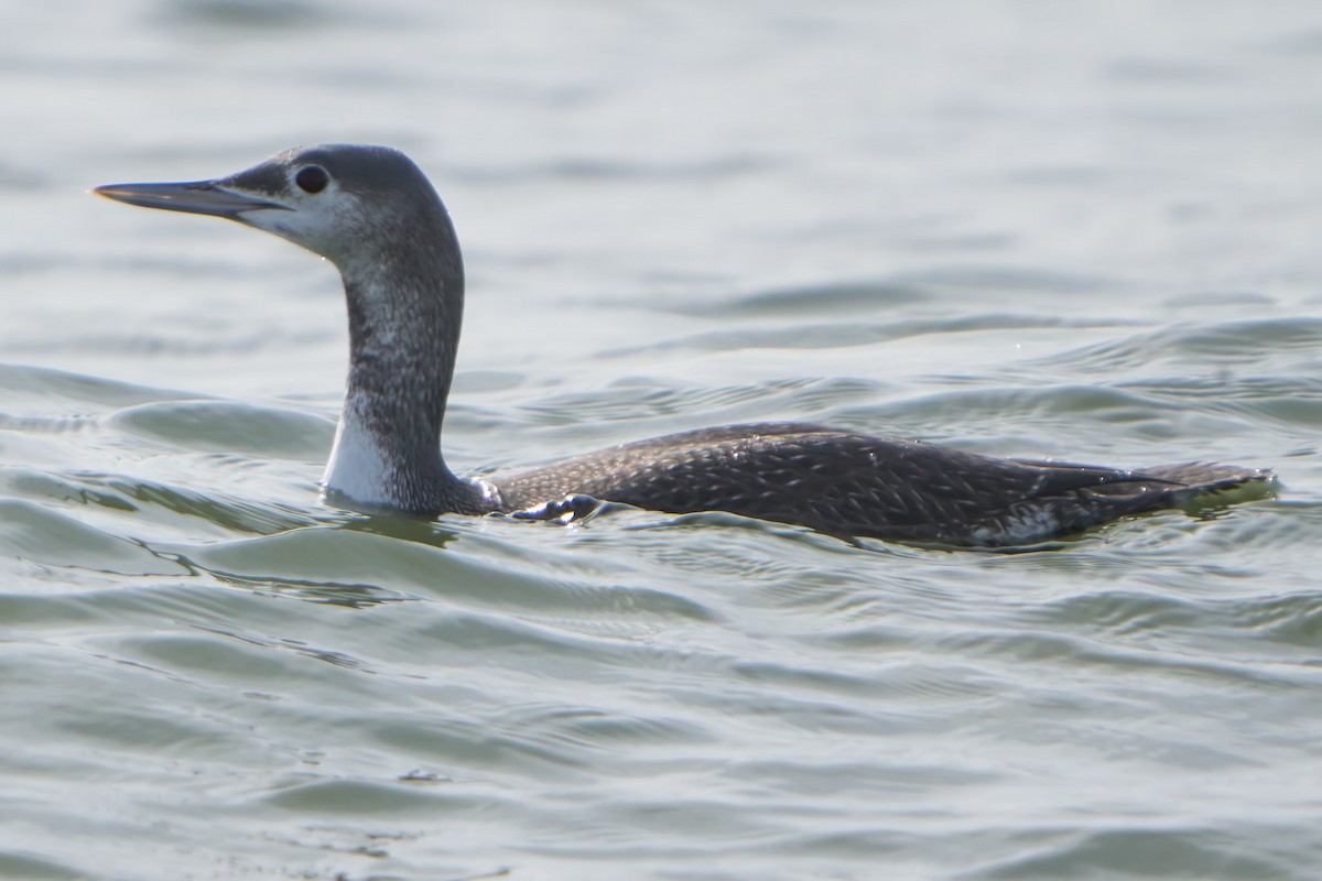 Red-throated Loon - ML611602283
