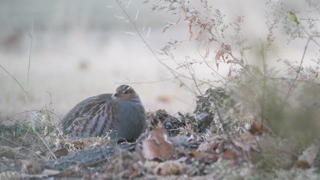 Gray Partridge - ML611602289