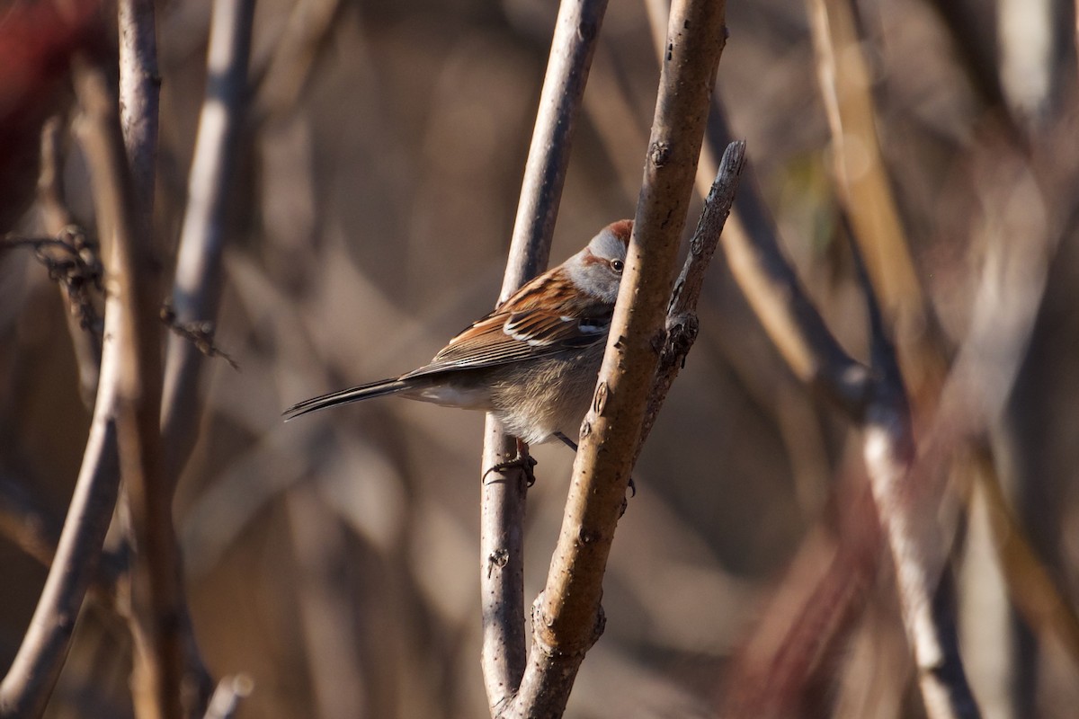 American Tree Sparrow - Ben Schmandt