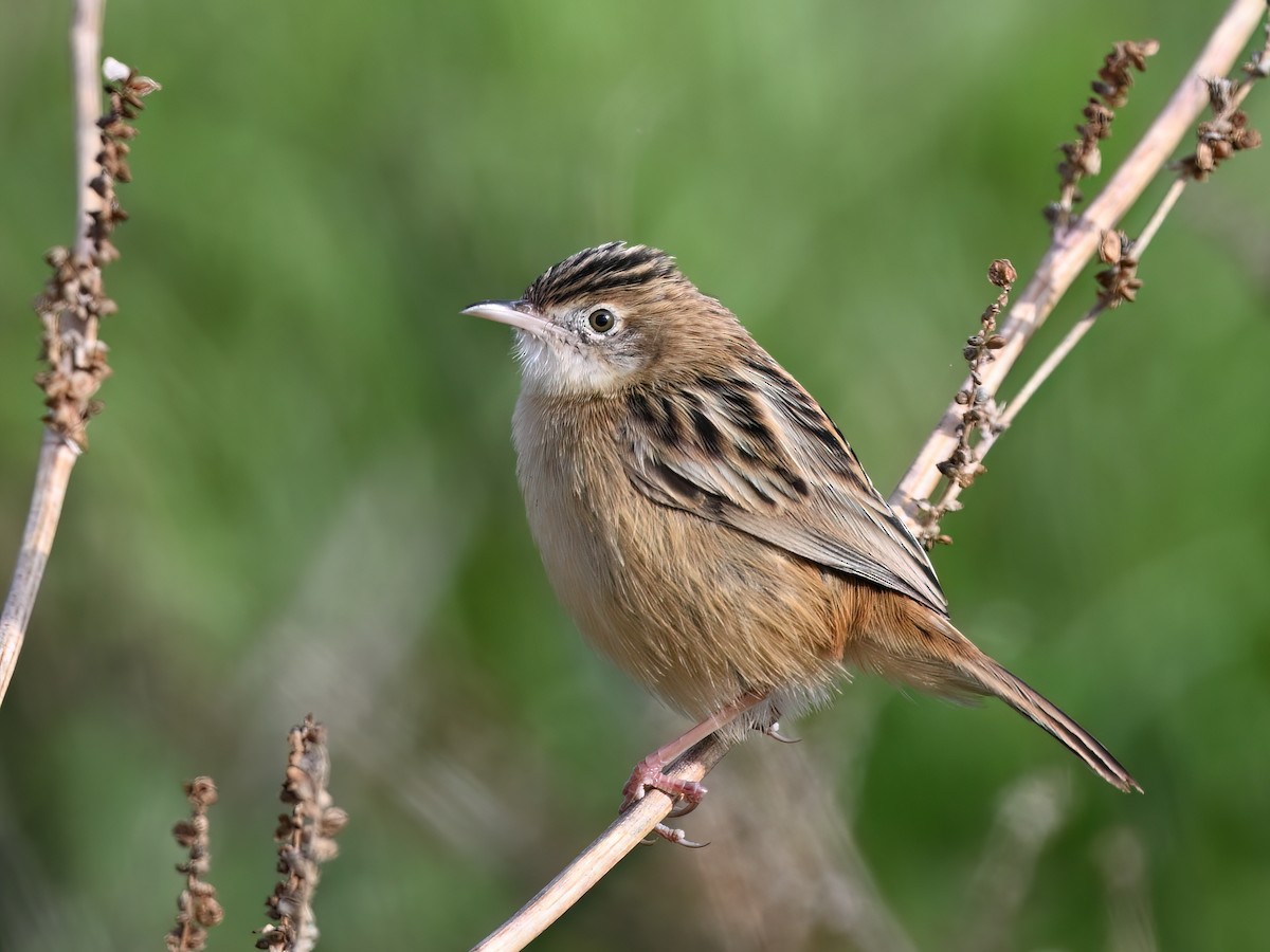 Zitting Cisticola - Manuel Segura Herrero