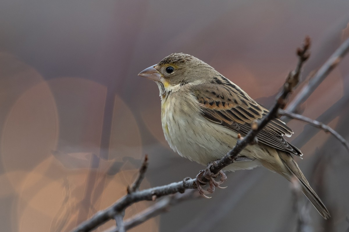 Dickcissel - ML611602356