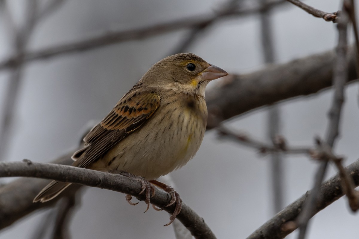 Dickcissel - ML611602368