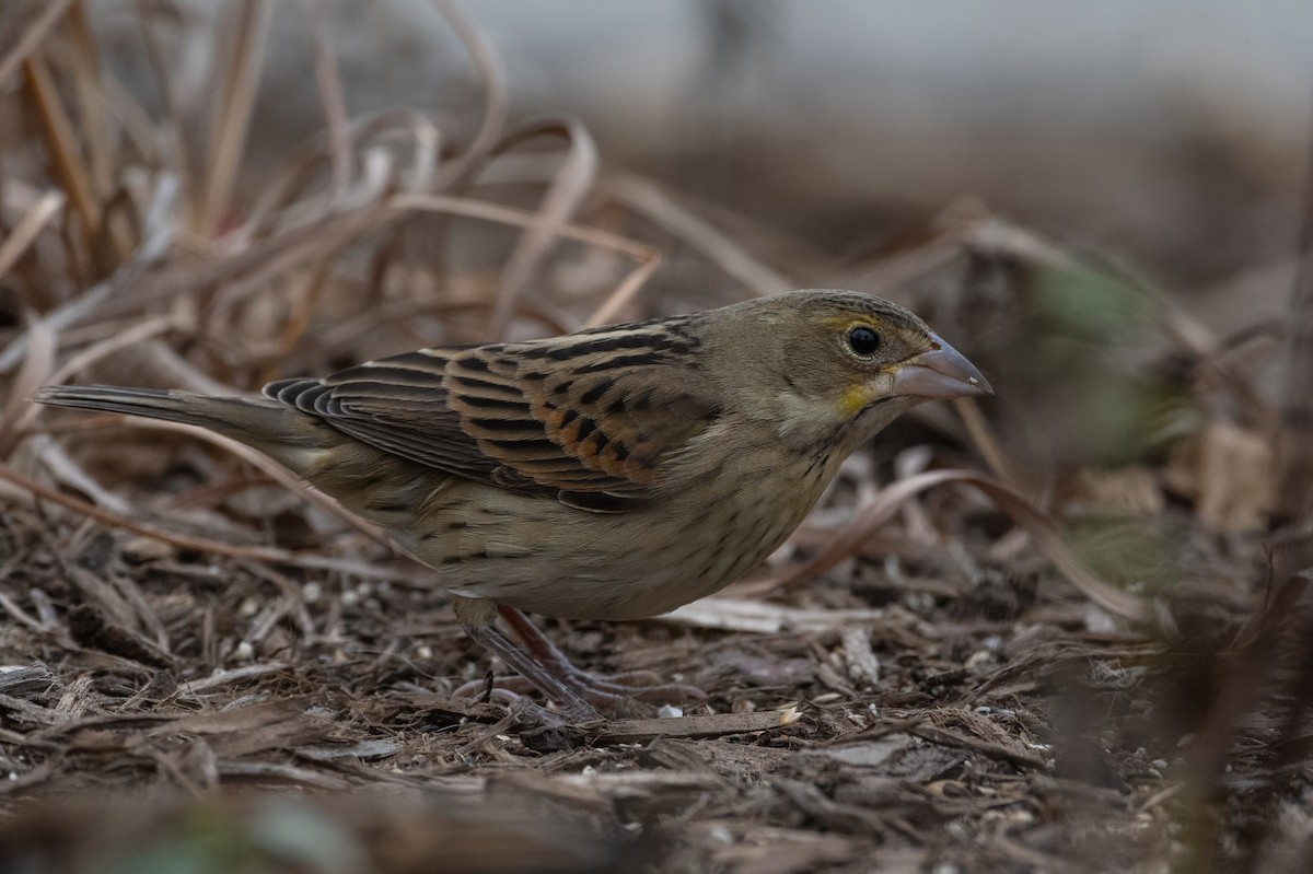 Dickcissel - ML611602380