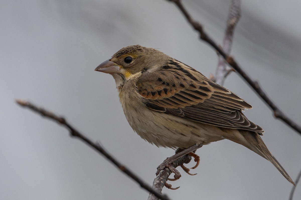 Dickcissel - ML611602397