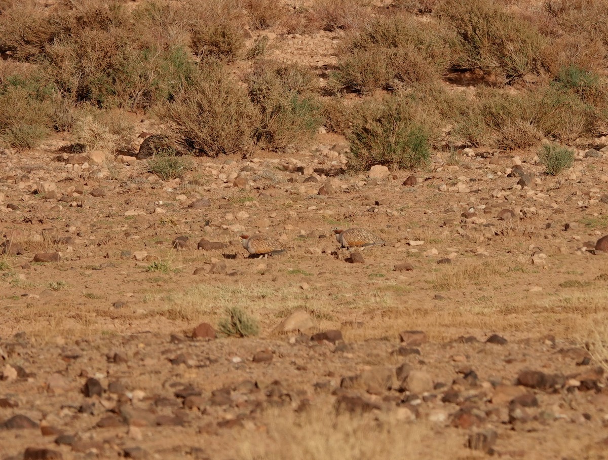 Black-bellied Sandgrouse - ML611602421