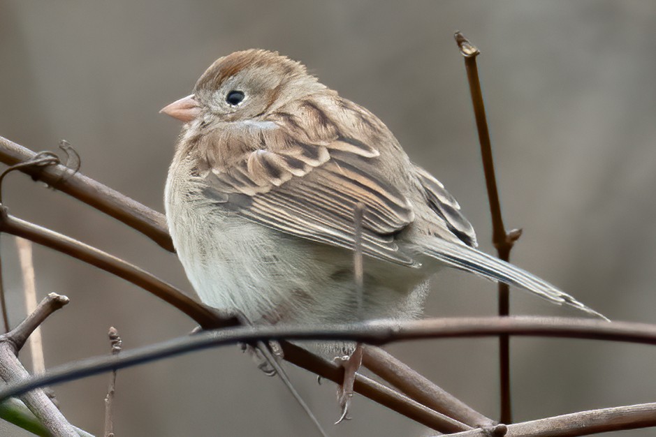 Field Sparrow - ML611602480