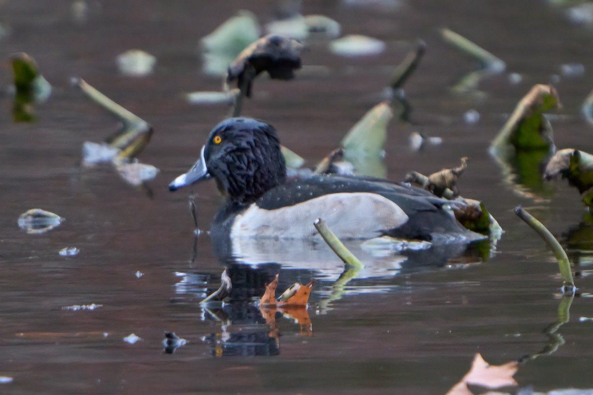 Ring-necked Duck - ML611602481