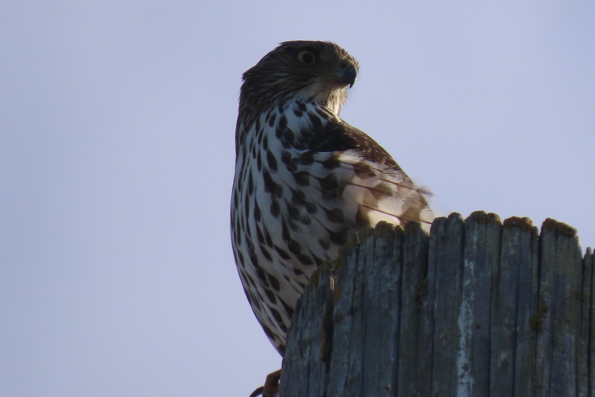 Cooper's Hawk - ML611602522