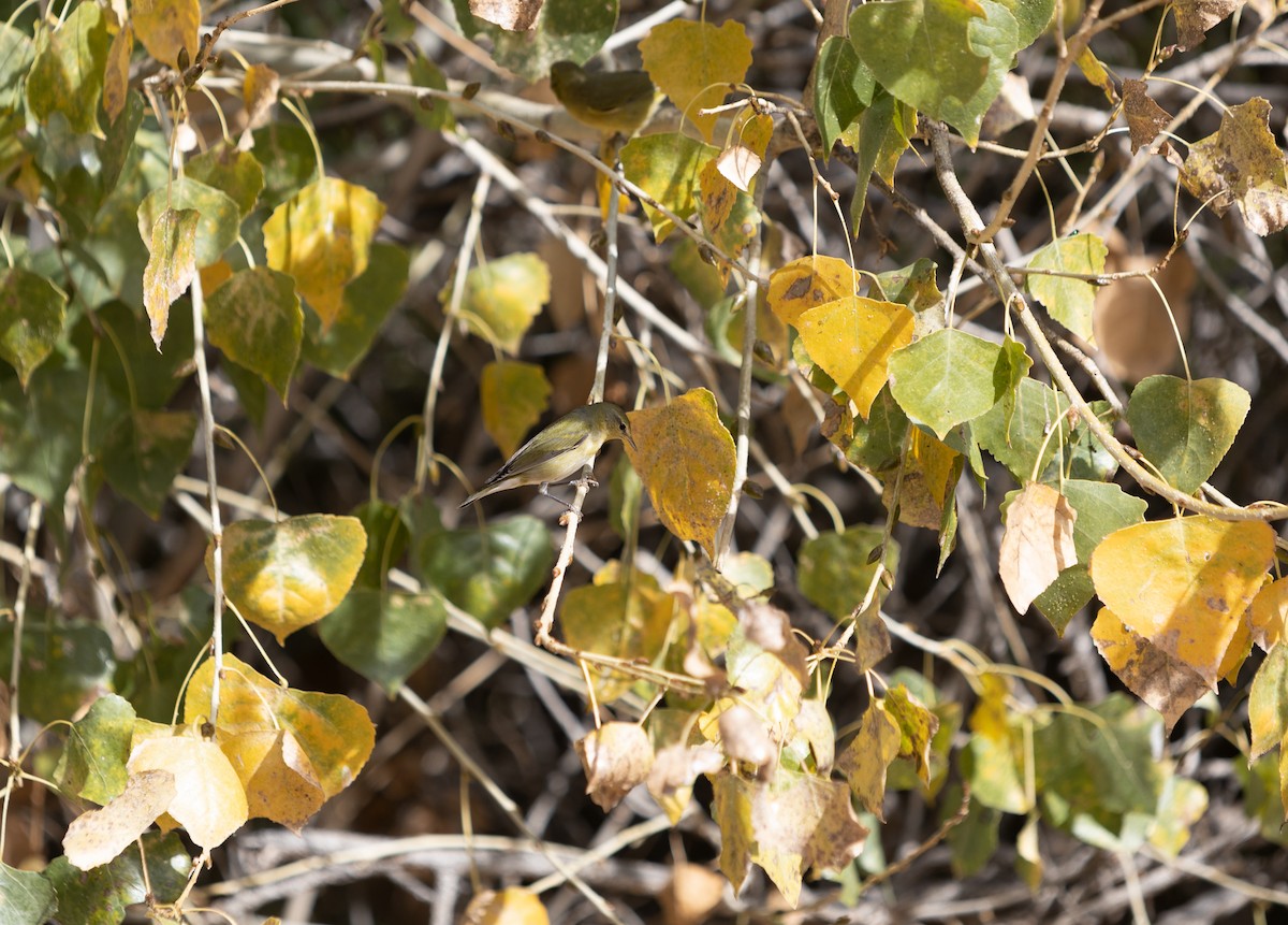 Tennessee Warbler - Marisa Boyd