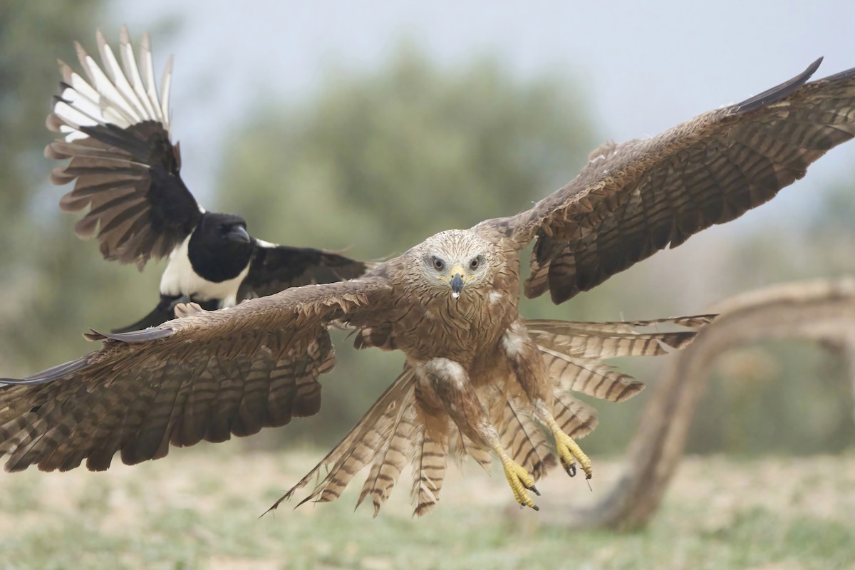 Black Kite - ML611602622