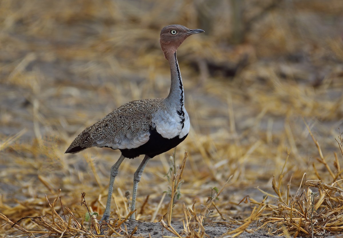 Buff-crested Bustard - Ad Konings