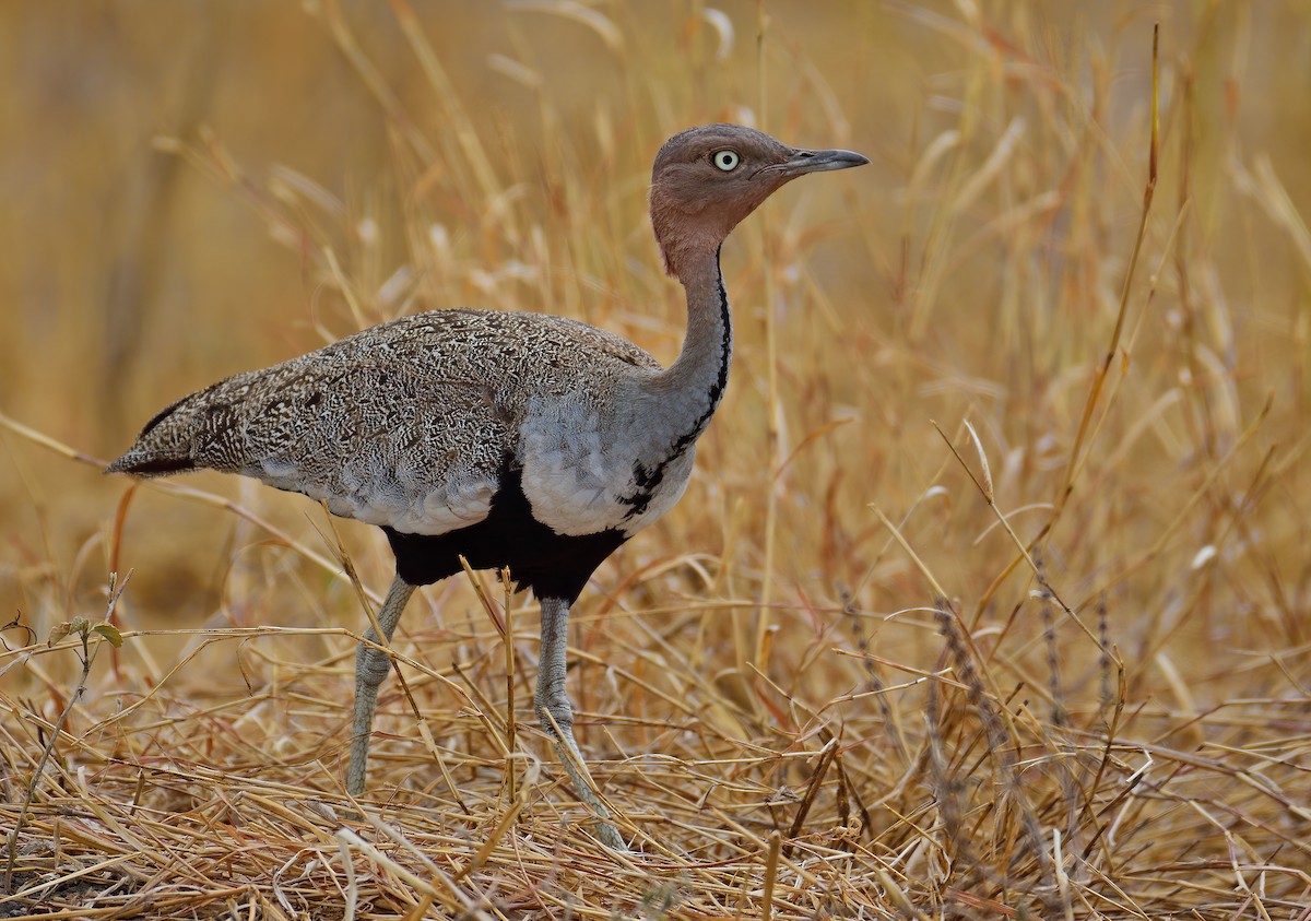 Buff-crested Bustard - Ad Konings