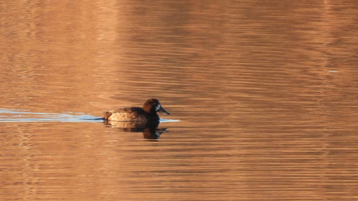 Greater Scaup - ML611602693