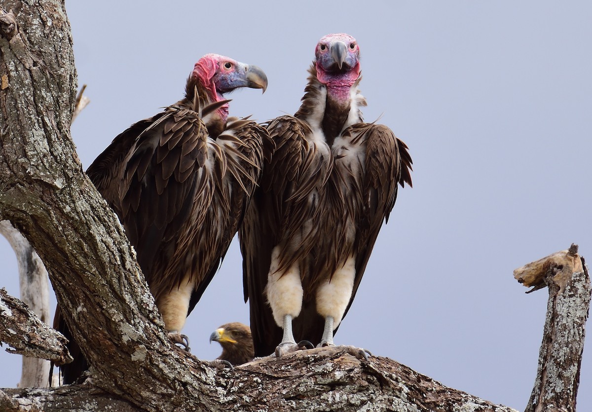 Lappet-faced Vulture - ML611602694