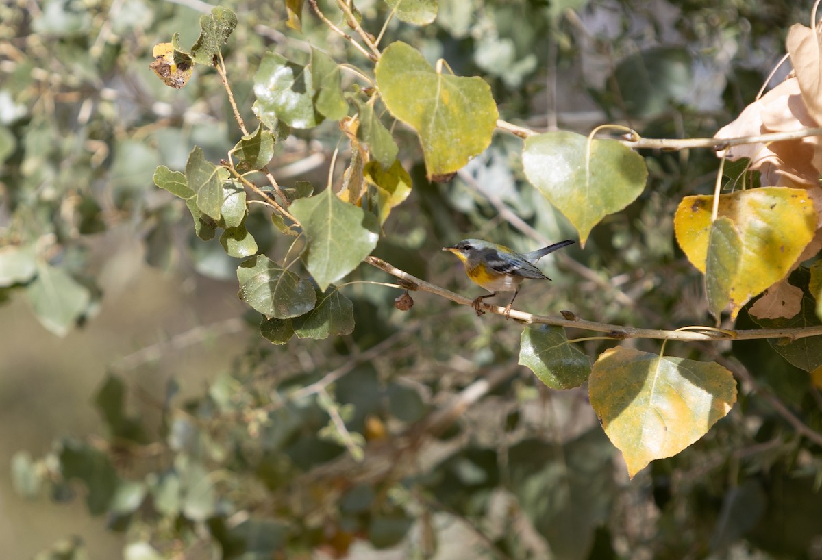 Northern Parula - Marisa Boyd