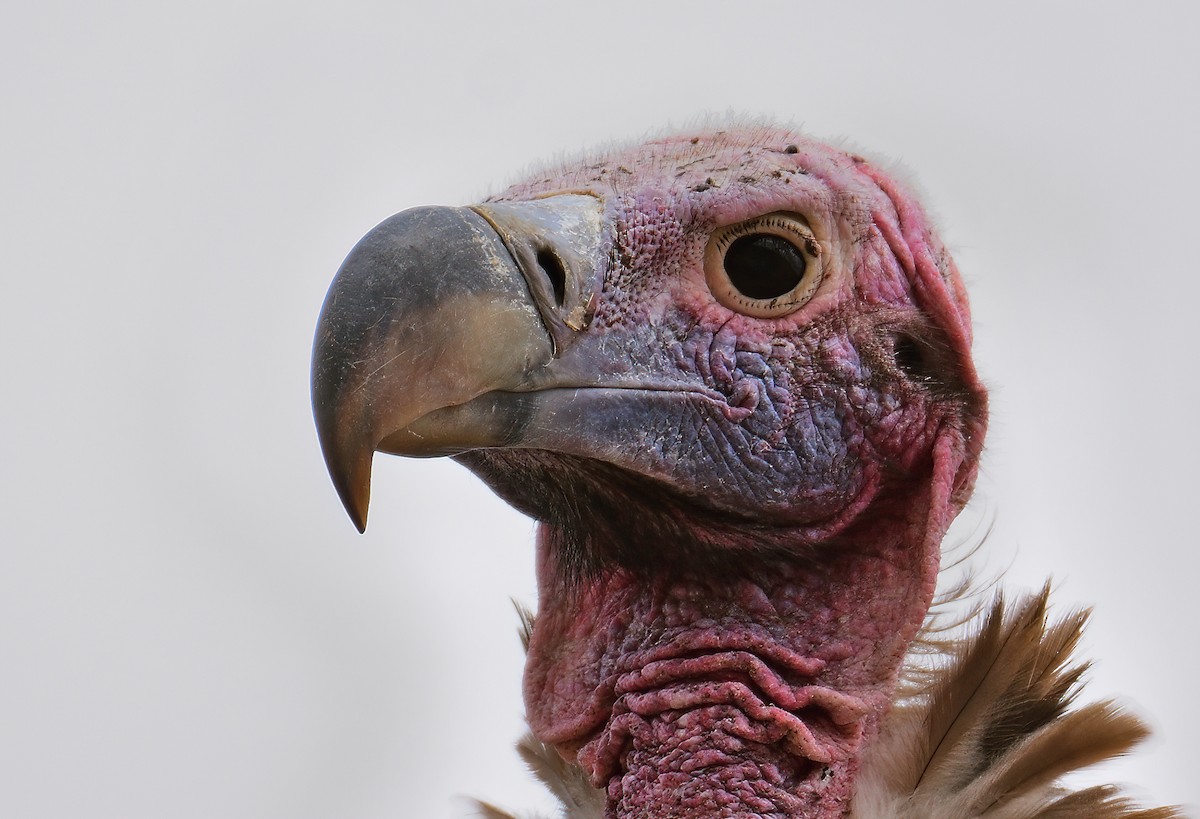 Lappet-faced Vulture - ML611602705
