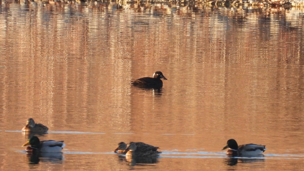 Surf Scoter - ML611602709