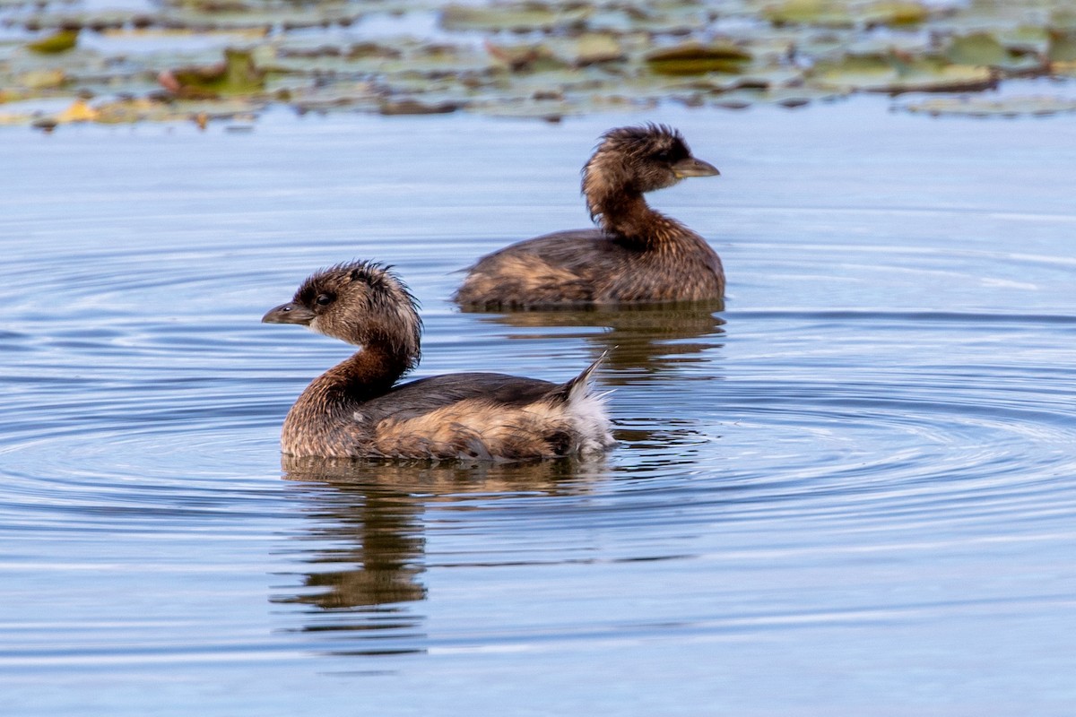 Pied-billed Grebe - ML611602711