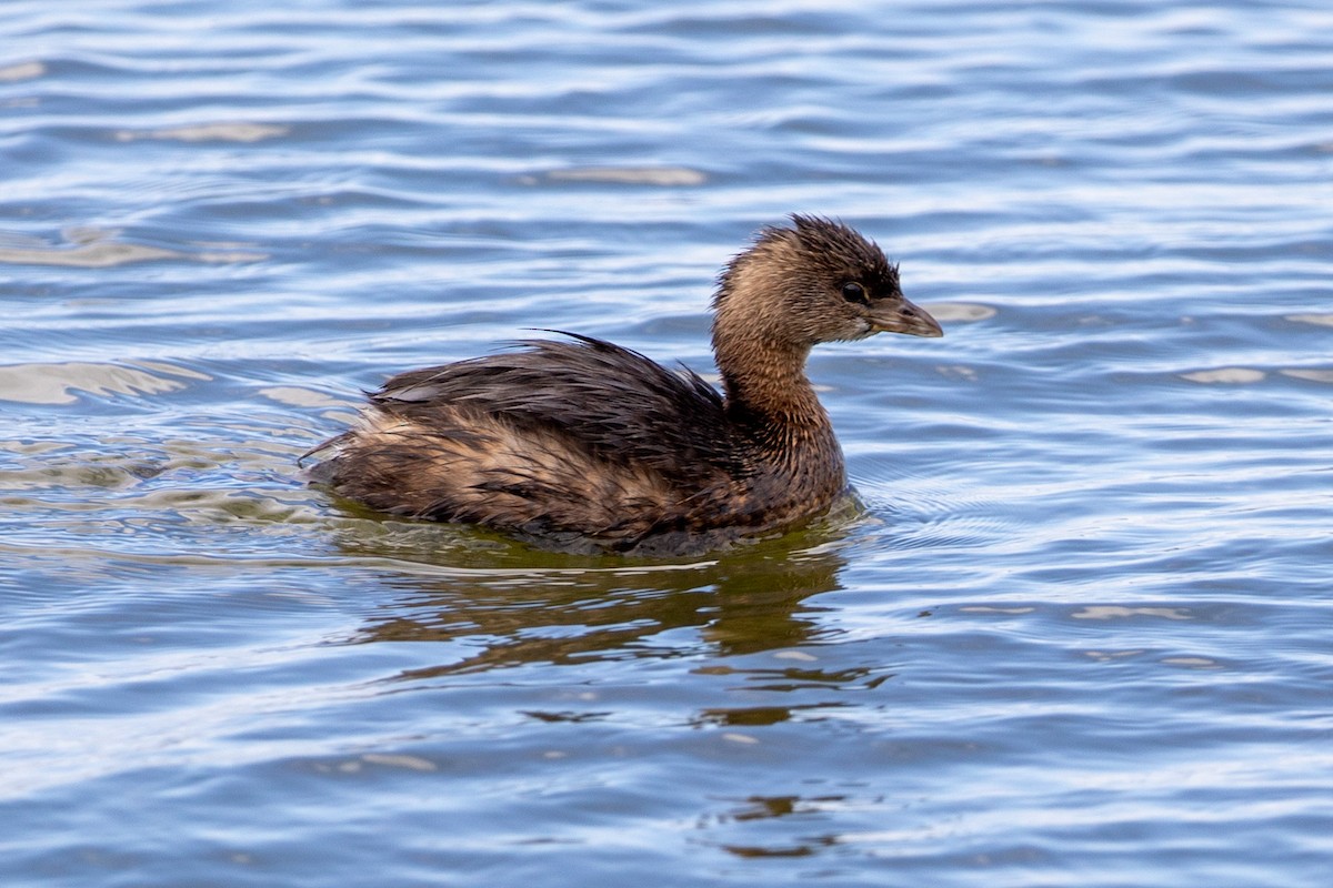 Pied-billed Grebe - ML611602712