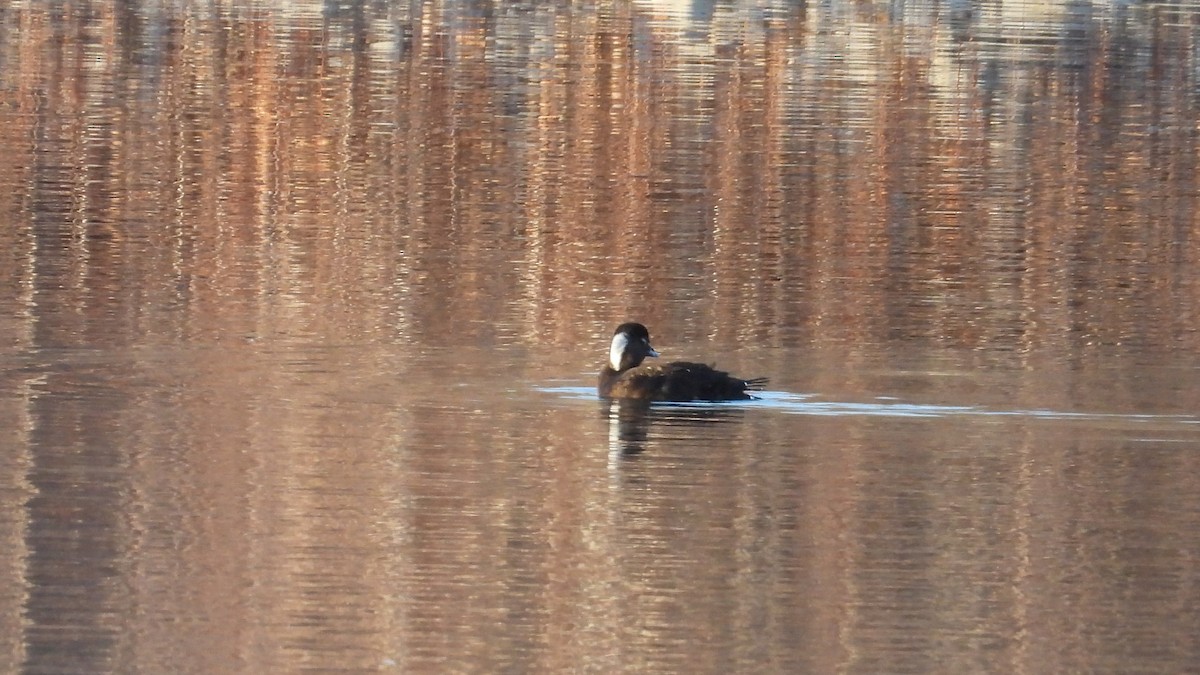 Surf Scoter - ML611602716