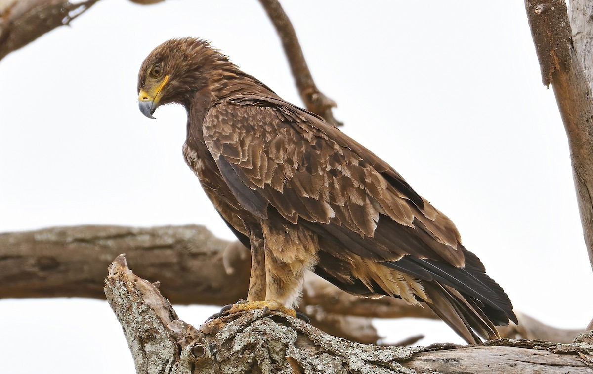 Tawny Eagle - ML611602720