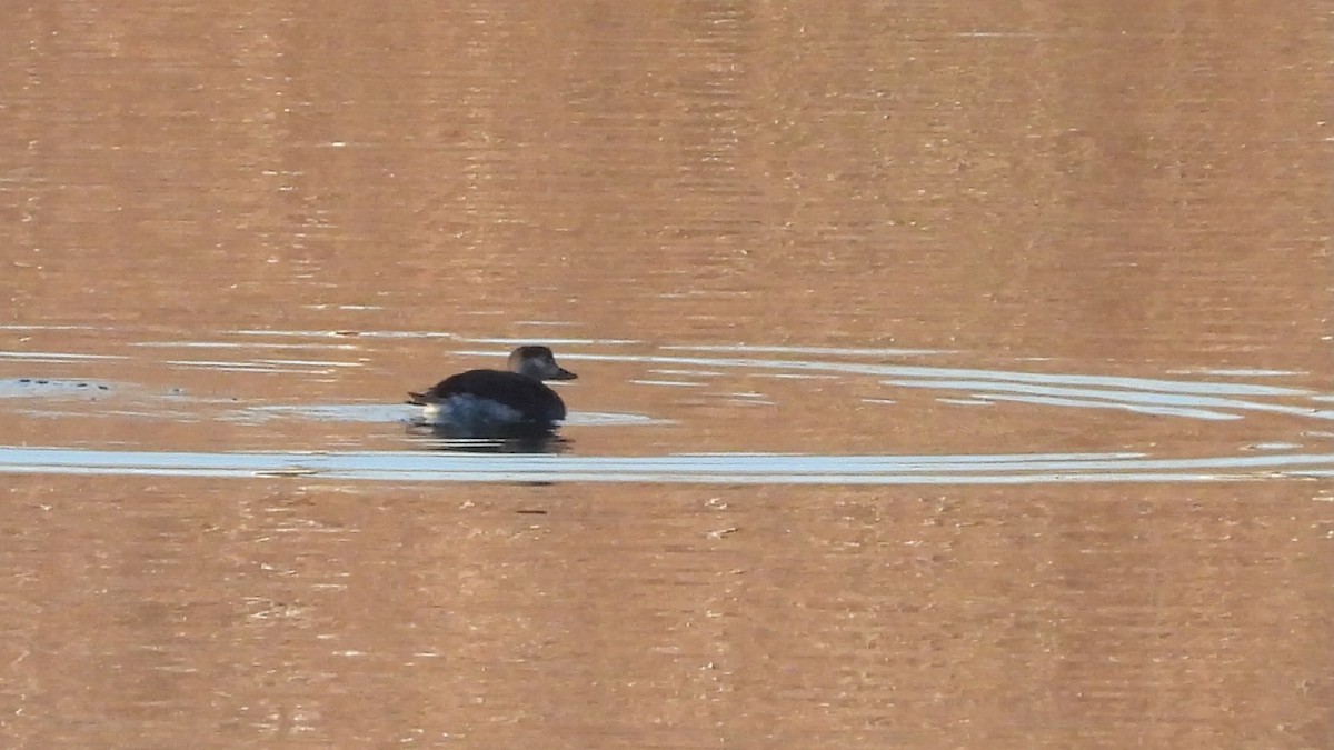 Long-tailed Duck - ML611602745