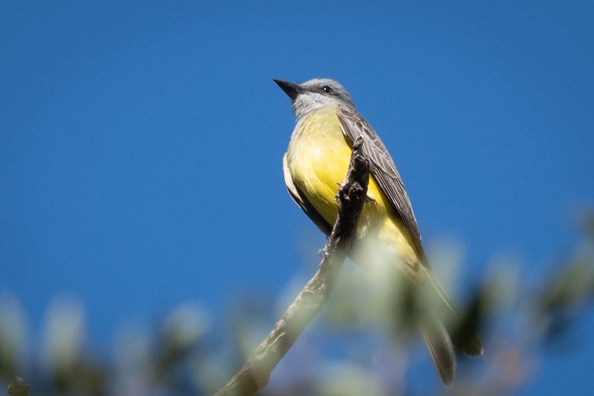 Tropical Kingbird - ML611602794