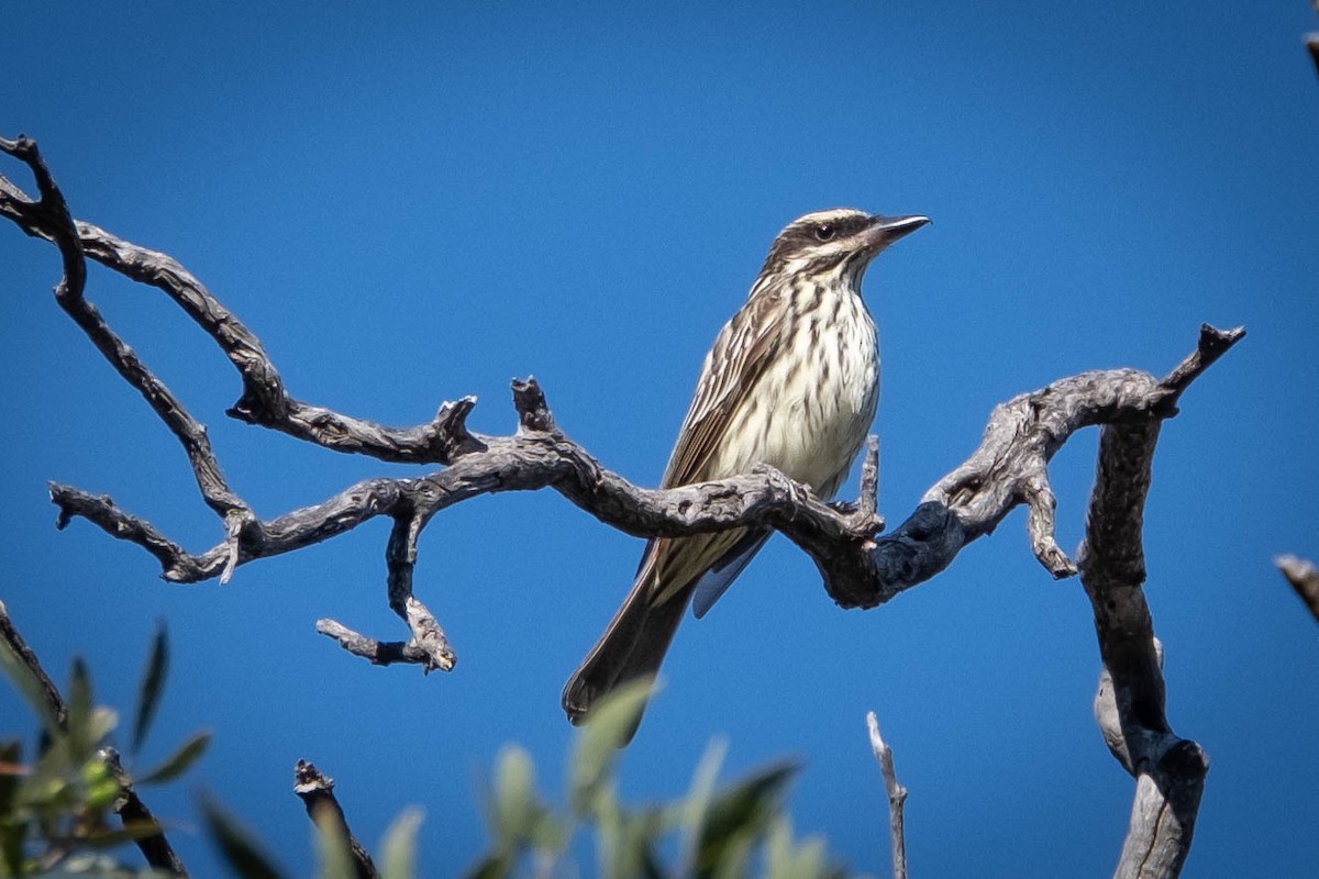Streaked Flycatcher - ML611602802