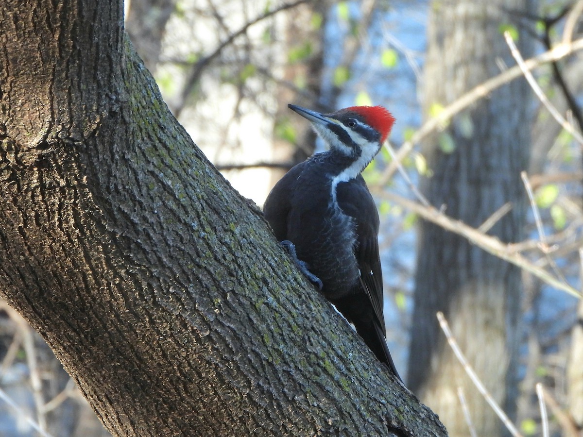 Pileated Woodpecker - ML611602888