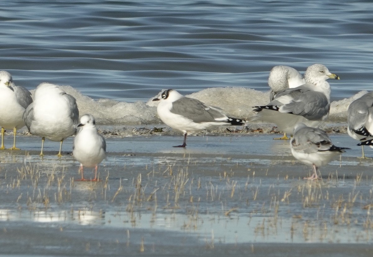 Mouette de Franklin - ML611602952