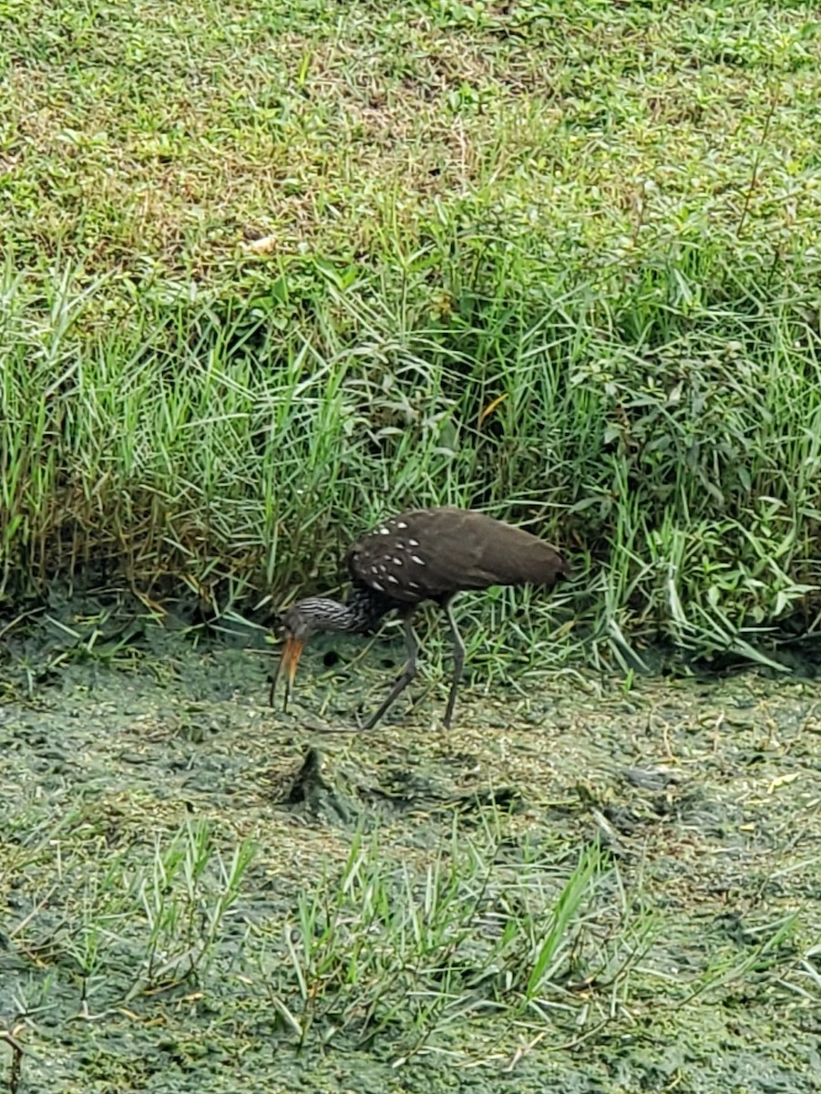 Limpkin - ML611602965