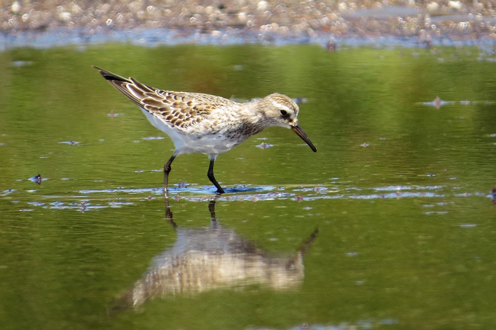 White-rumped Sandpiper - ML611602977