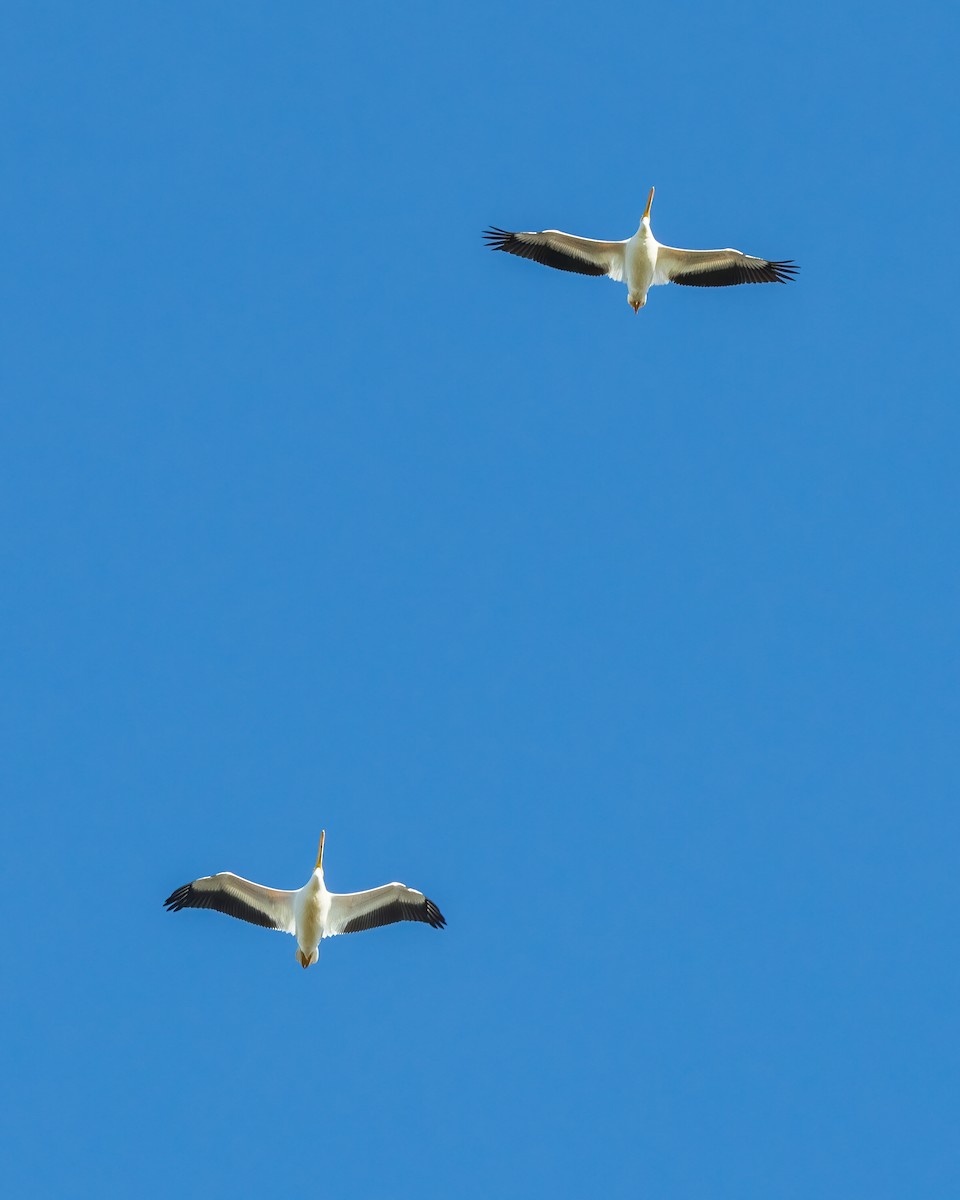 American White Pelican - ML611602980