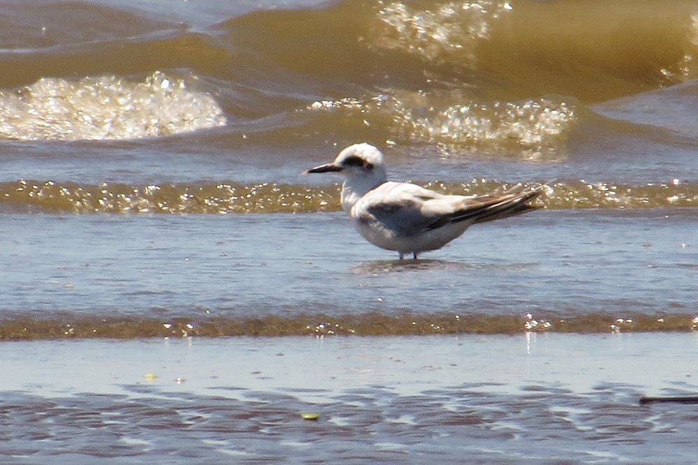 Snowy-crowned Tern - ML611602983