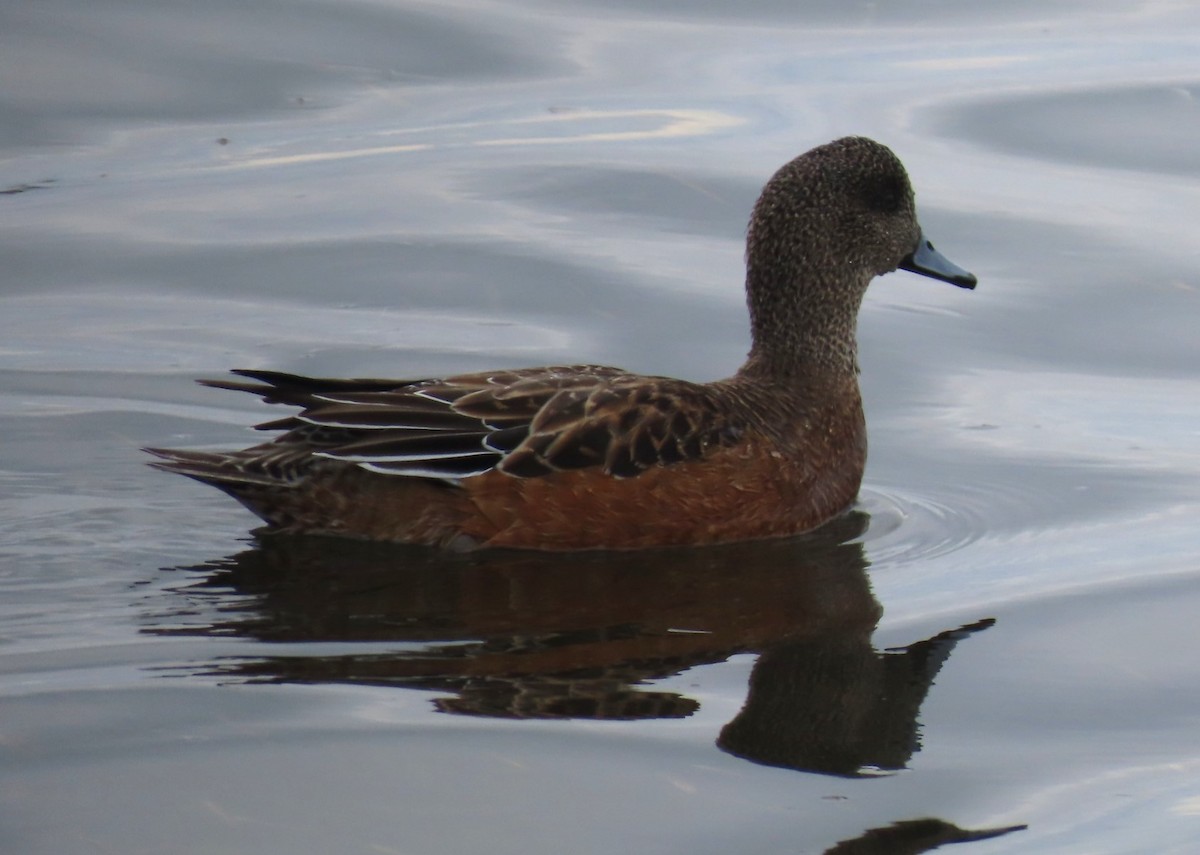 American Wigeon - ML611602984