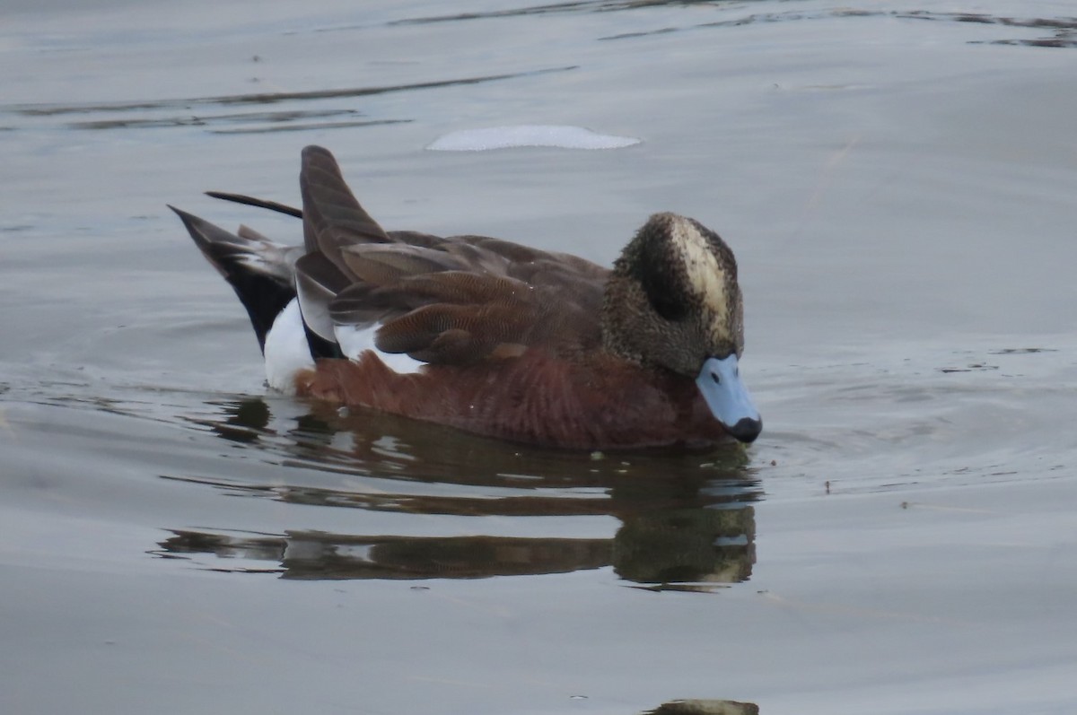 American Wigeon - ML611602985