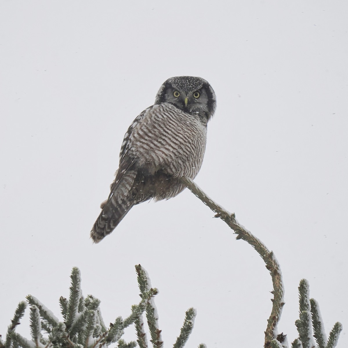 Northern Hawk Owl - ML611603085