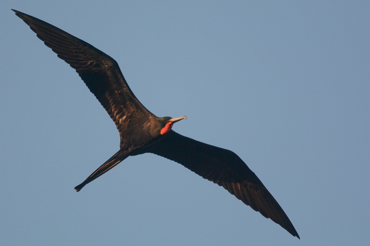 Magnificent Frigatebird - ML611603126