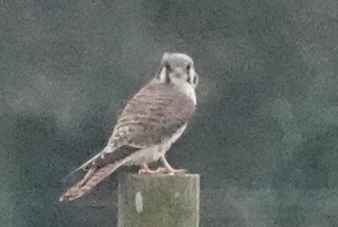 American Kestrel - ML611603144