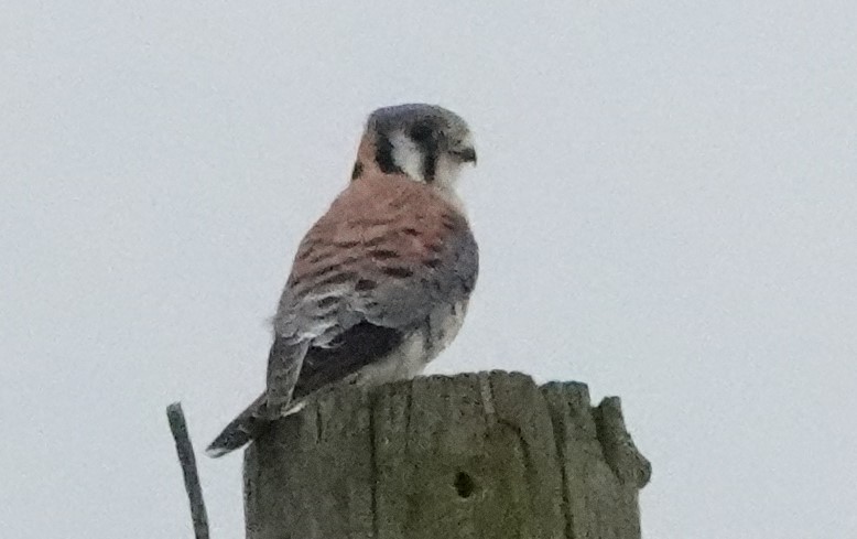 American Kestrel - ML611603145