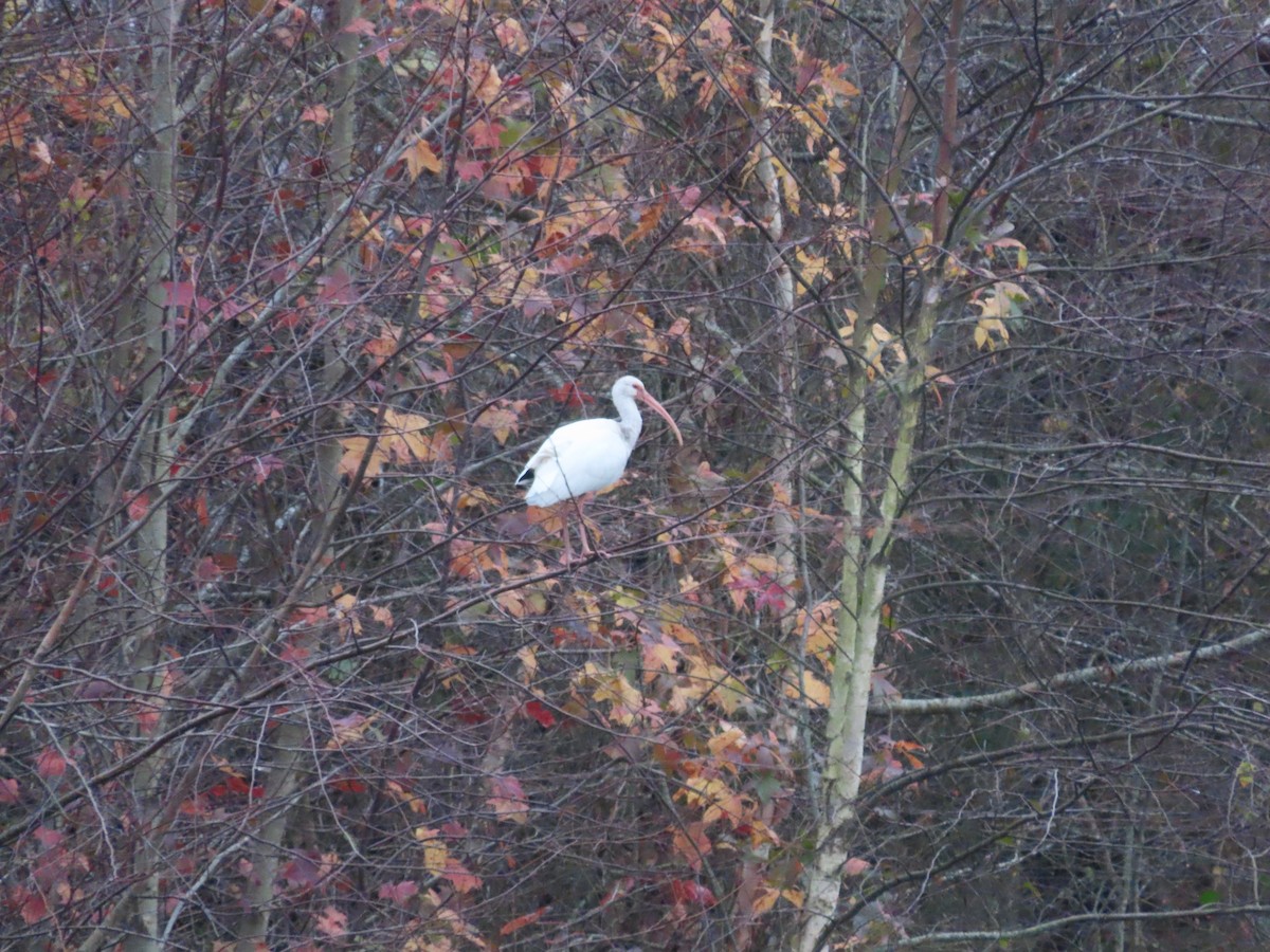 Ibis blanc - ML611603211