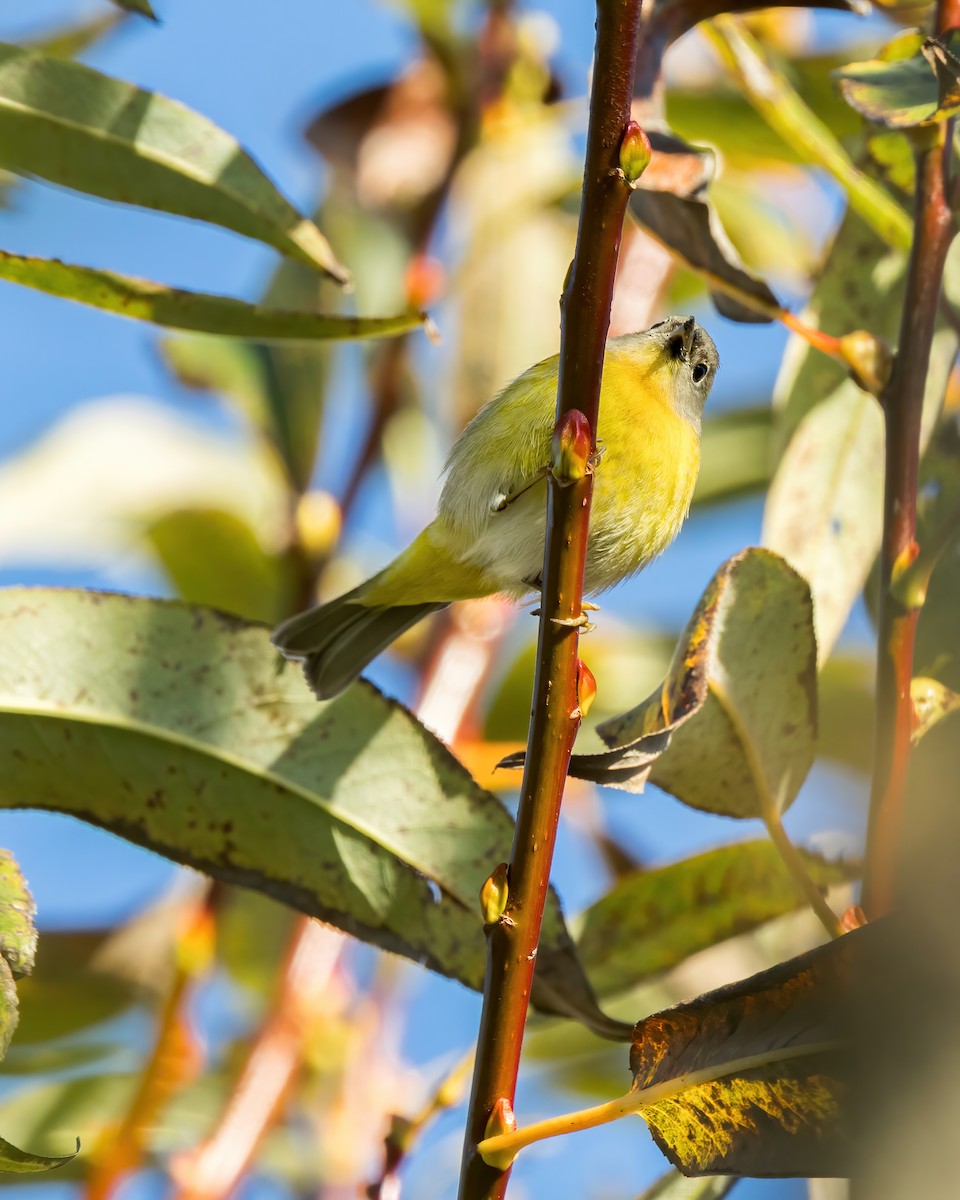 Nashville Warbler (ridgwayi) - ML611603213