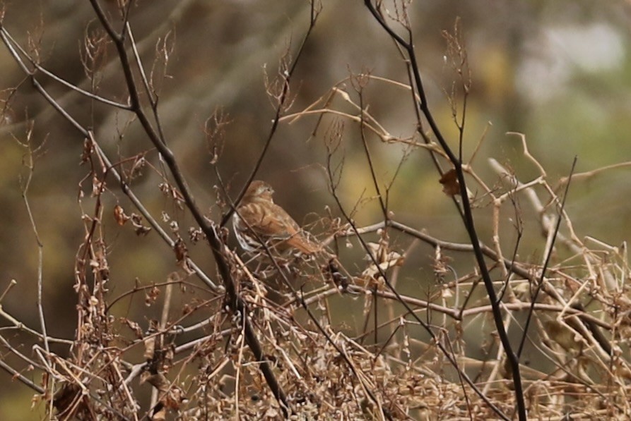 Fox Sparrow - ML611603363