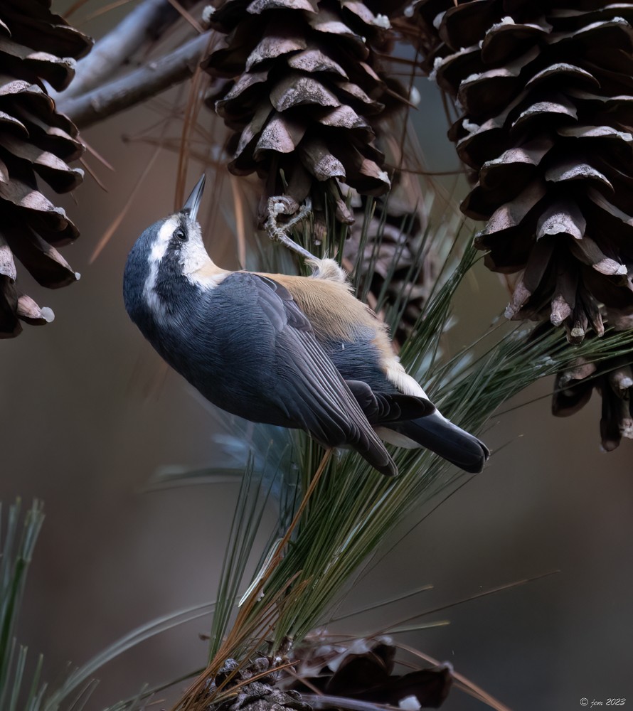 Red-breasted Nuthatch - ML611603445