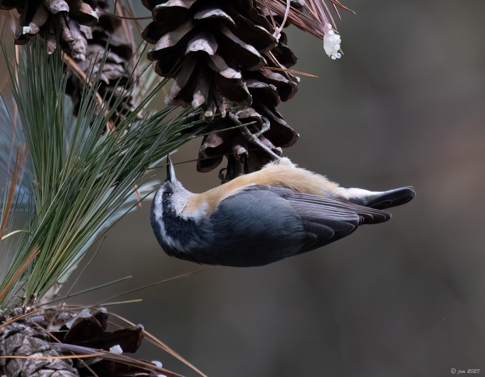 Red-breasted Nuthatch - ML611603447