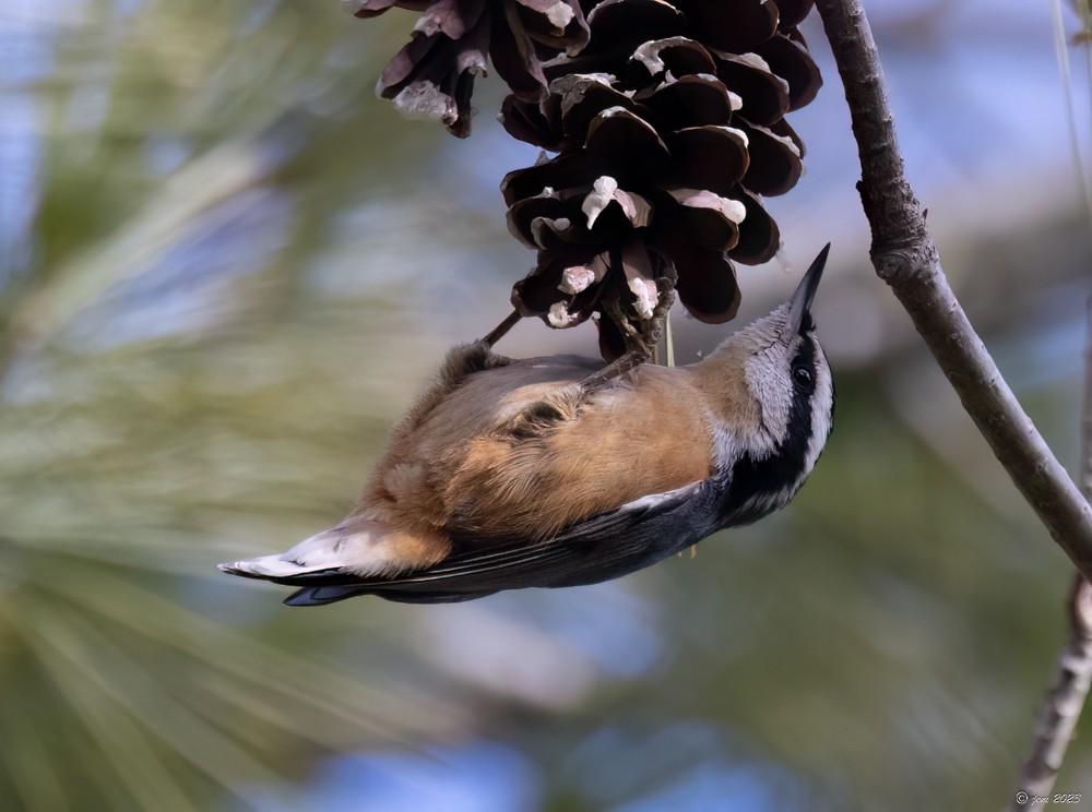 Red-breasted Nuthatch - ML611603448