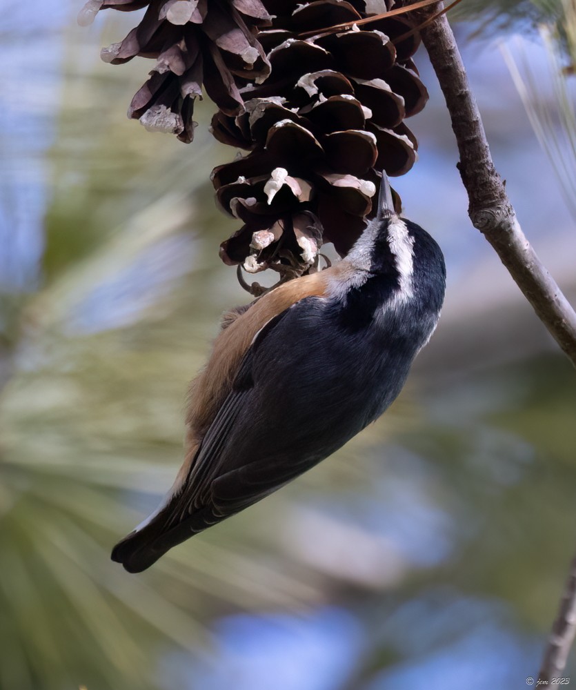 Red-breasted Nuthatch - ML611603450